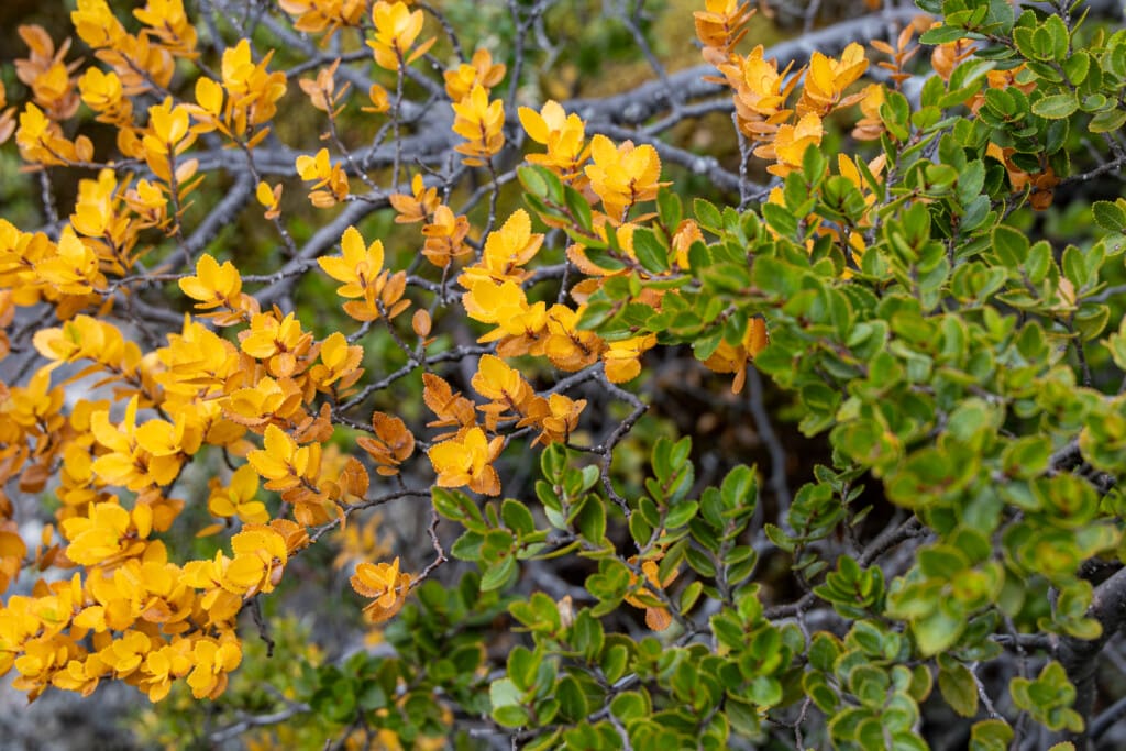 Rejs po Torres del Paine – lodowiec, trekking
