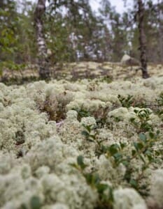 2021 Finlandia 9 -